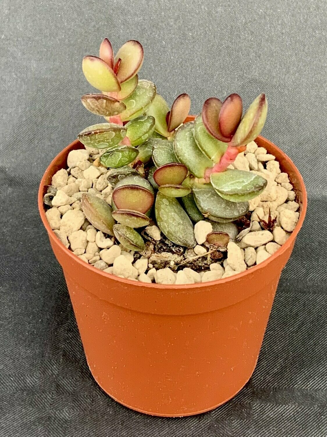 Adromischus Subdistichus pot ø 7,5