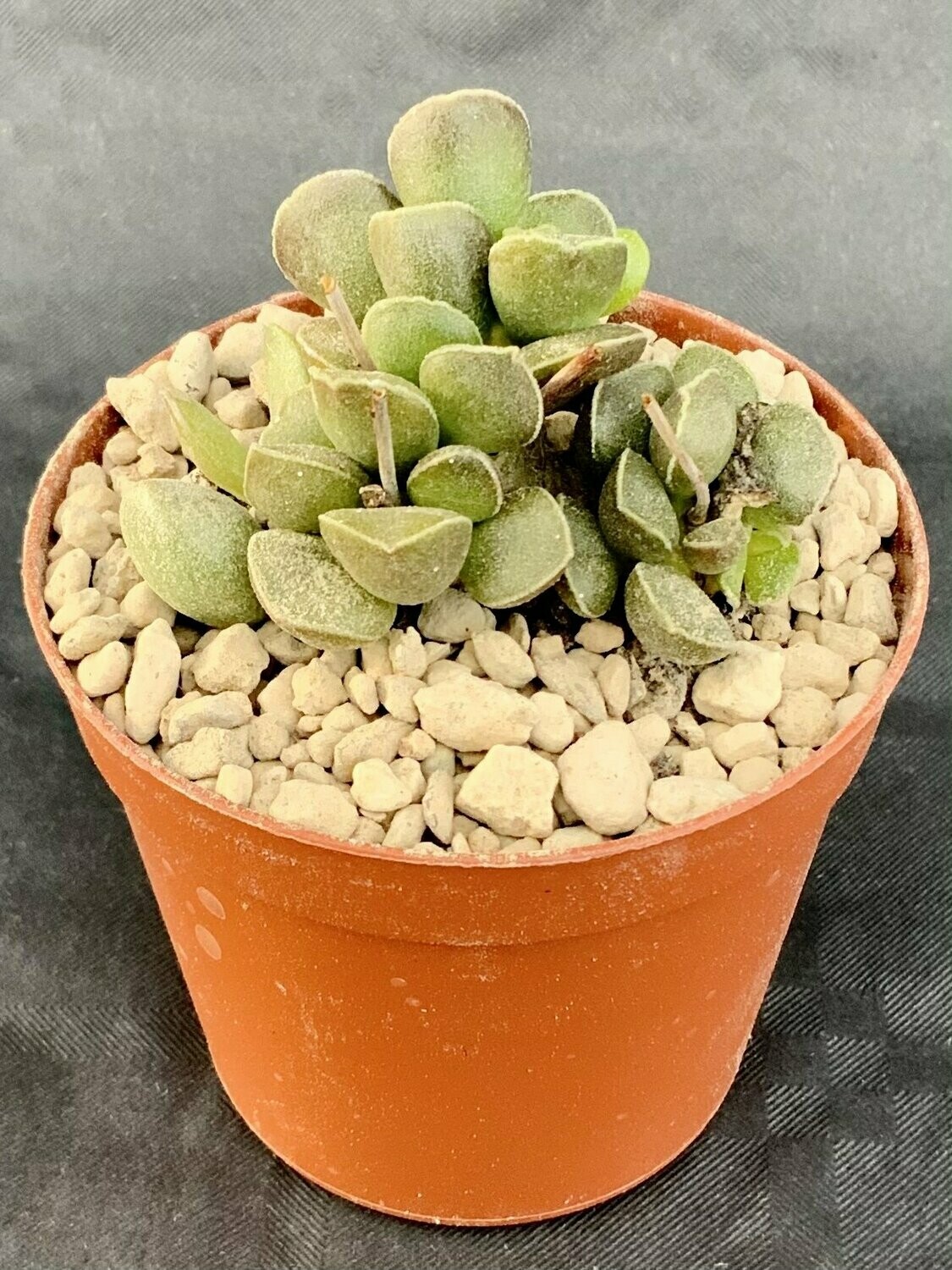 Adromischus Tanqua Green pot ø 7,5