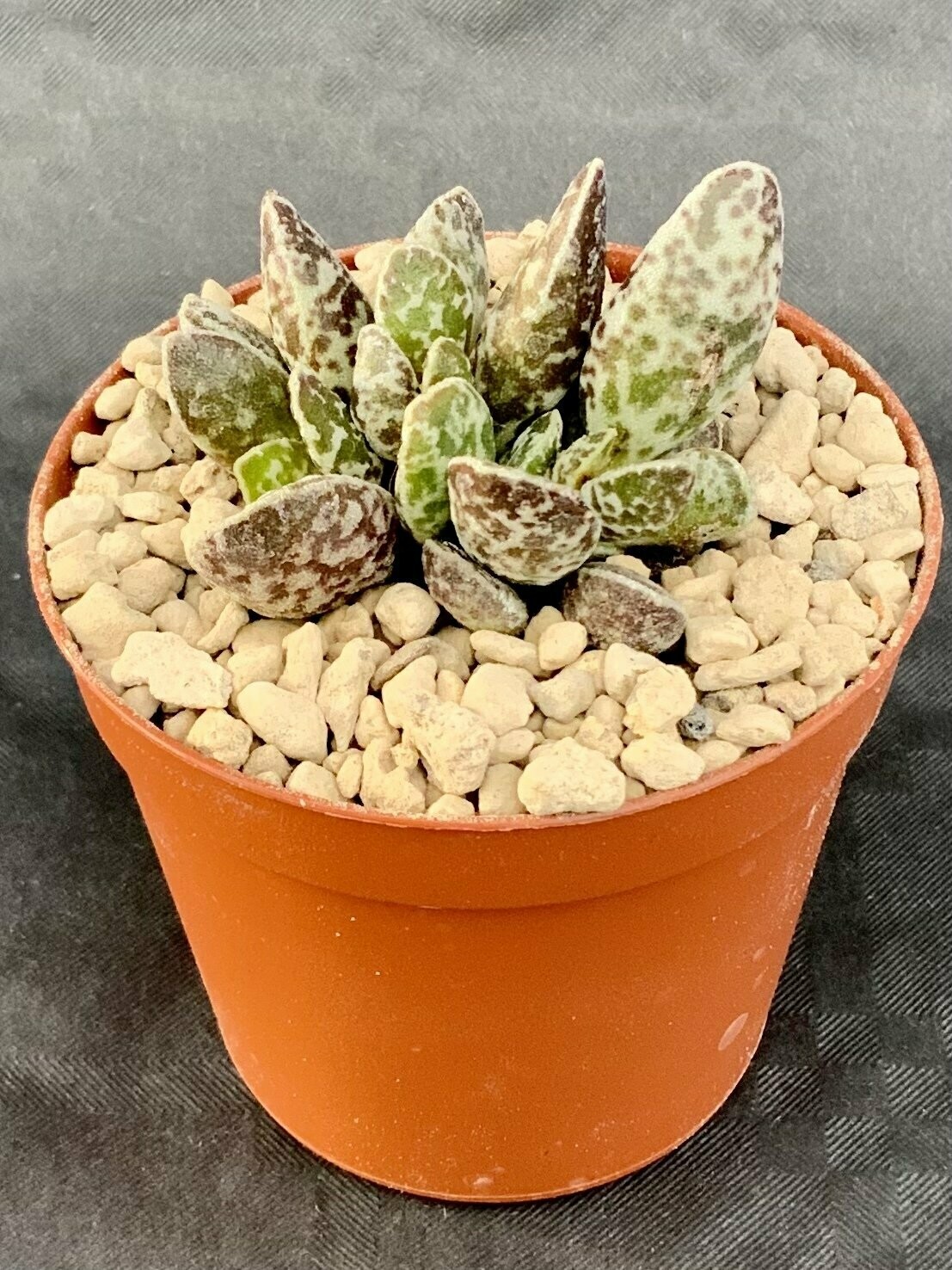 Adromischus Marianiae Bryan Makin B+H 2416 pot ø 7,5