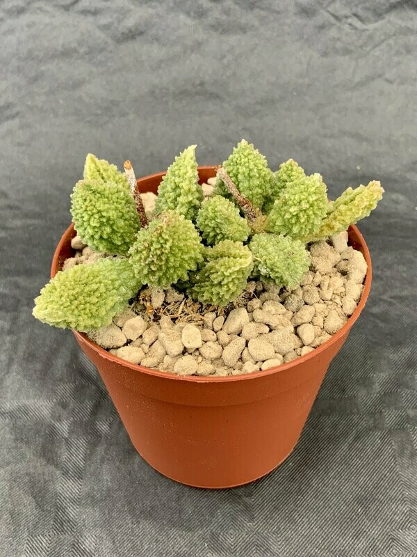 Adromischus Marianiae Herrei Green Big Leafs pot ø 7,5