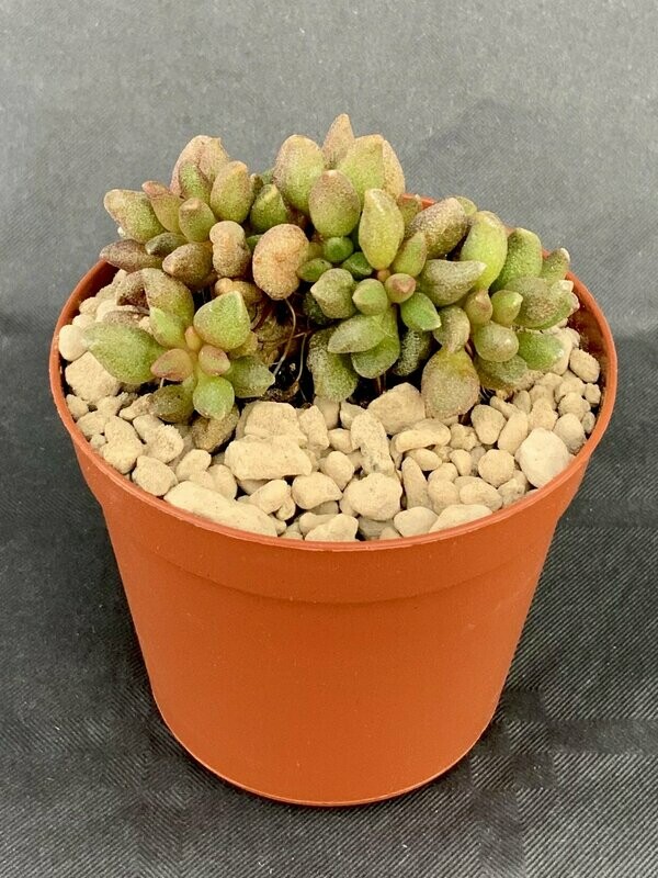 Adromischus Tanqua pot ø 7,5