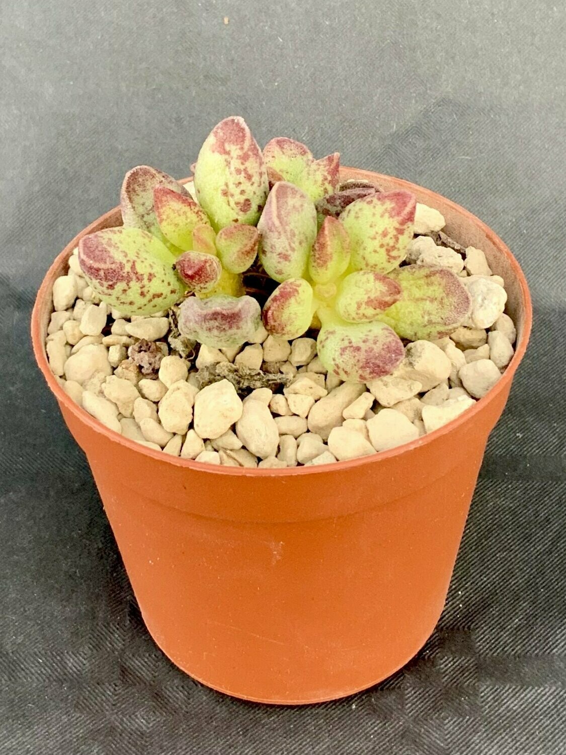 Adromischus Marianiae Uitspankraal NBG075 pot ø 7,5