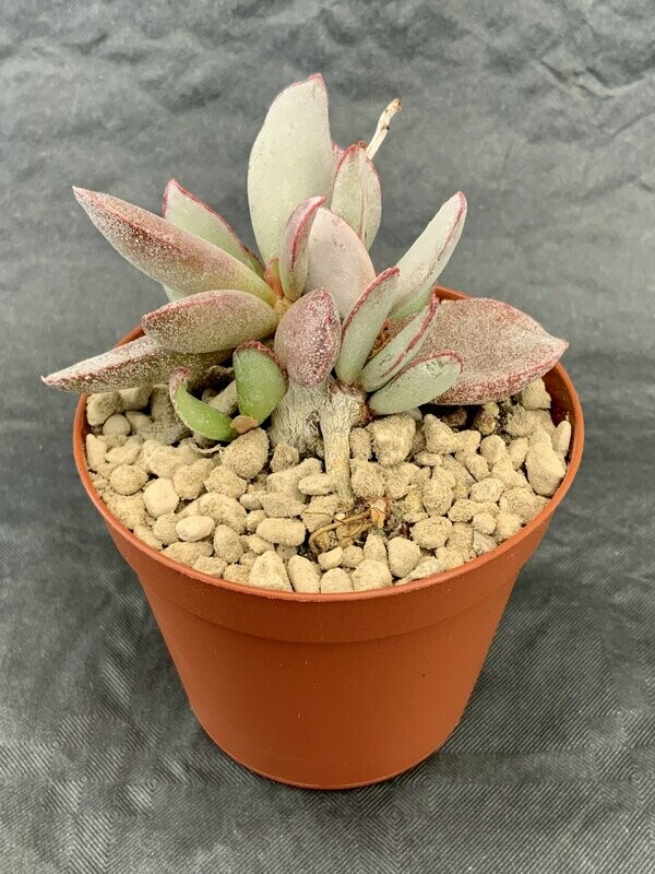 Adromischus Trigynus pot ø 7,5