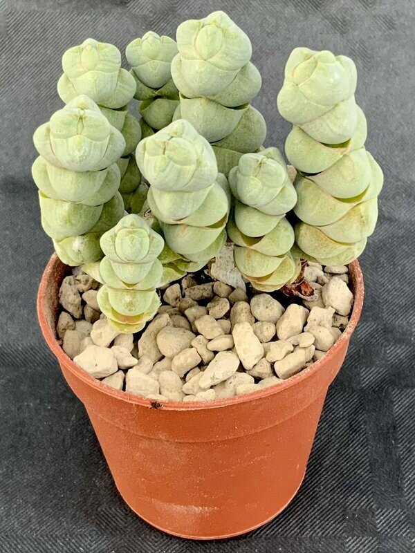 Crassula Arta Pot ø 5,5