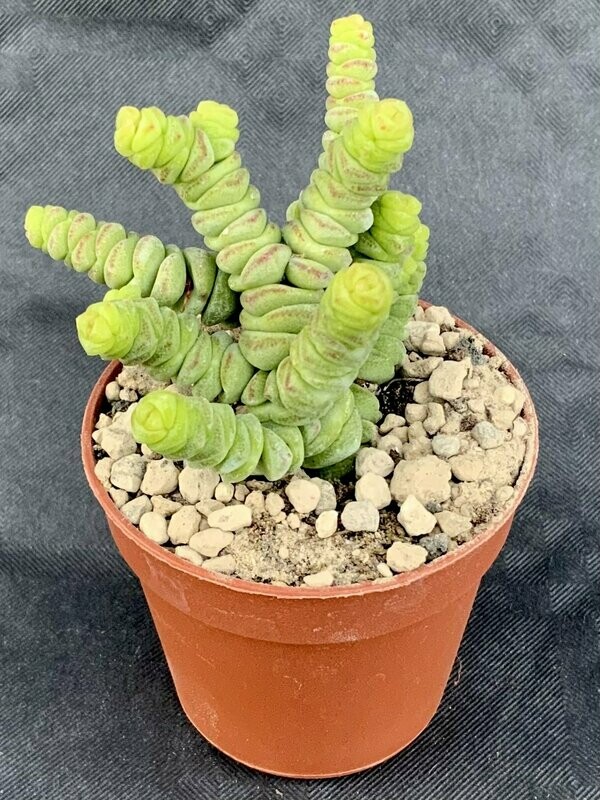 Crassula Baby Necklace