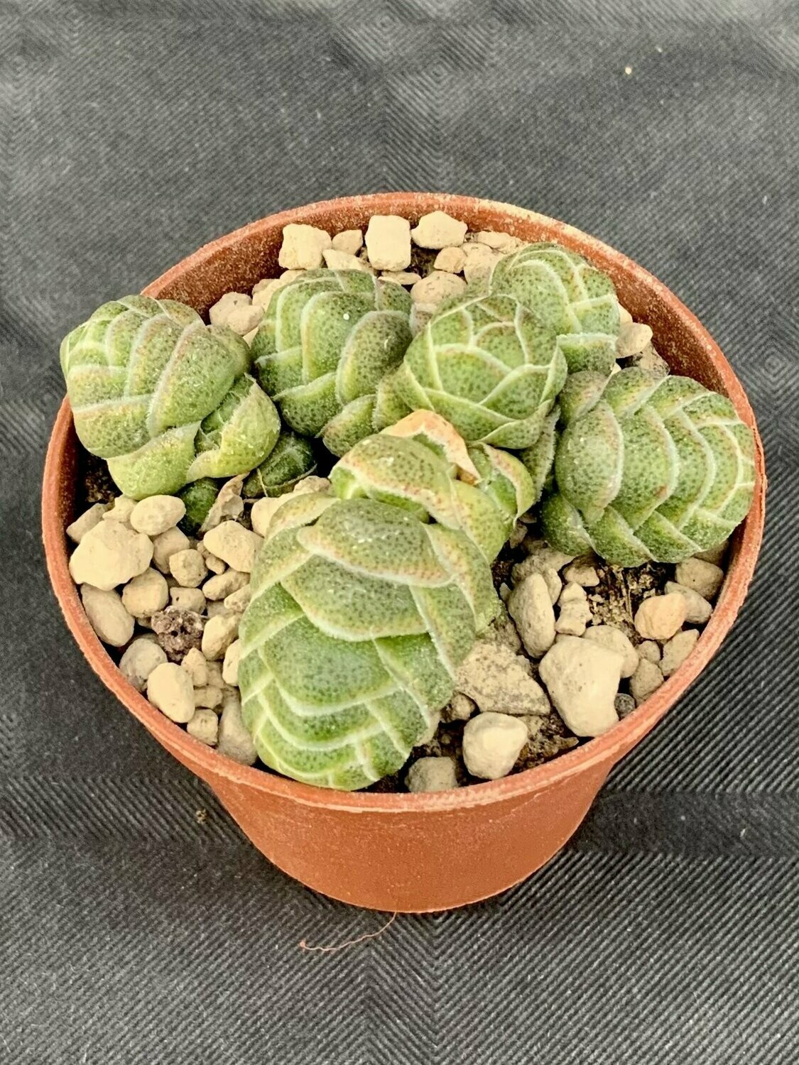 Crassula Barklyi Pot ø 5,5