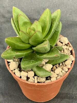 Crassula Benjamin