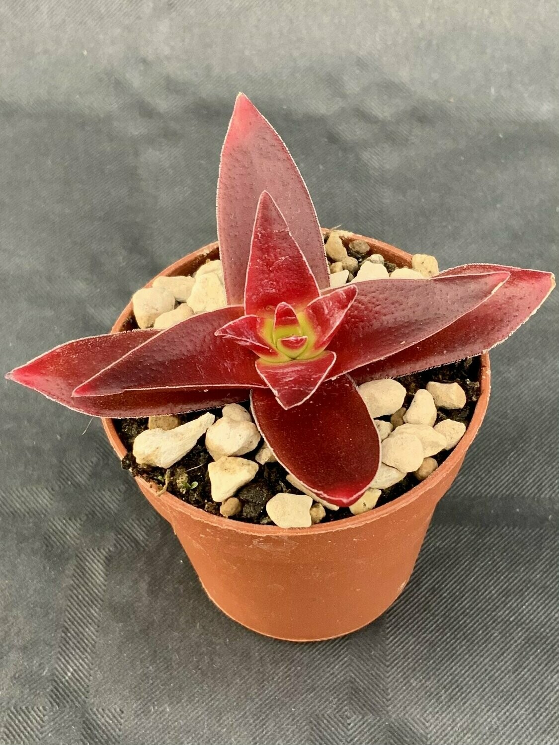 Crassula Capitella Red Pagoda