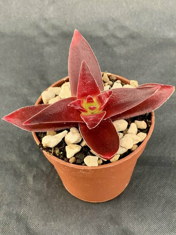 Crassula Capitella Red Pagoda