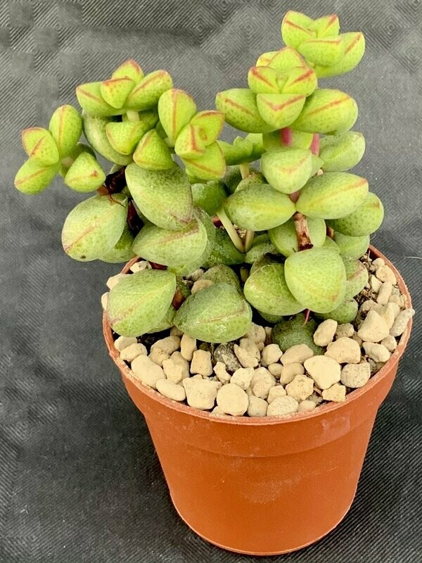 Crassula Brevifolia Pot ø 5,5