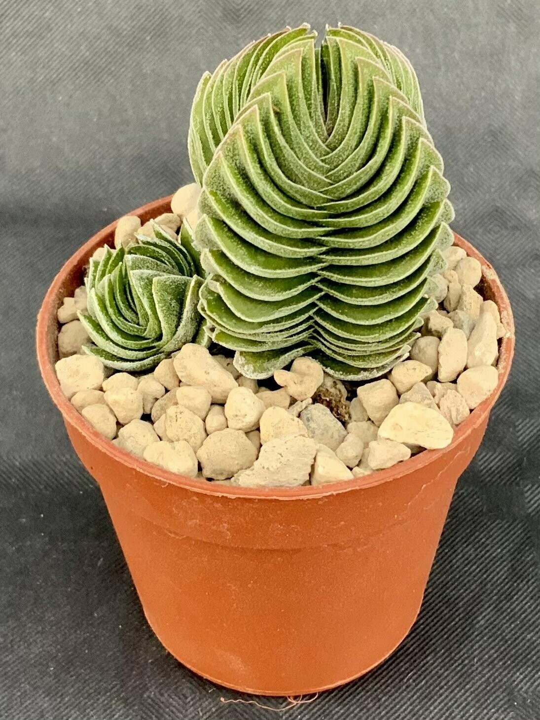 Crassula Buddha's Temple