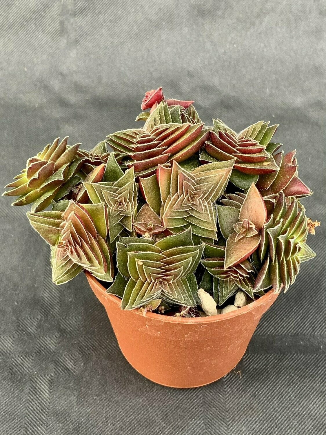 Crassula Capitella