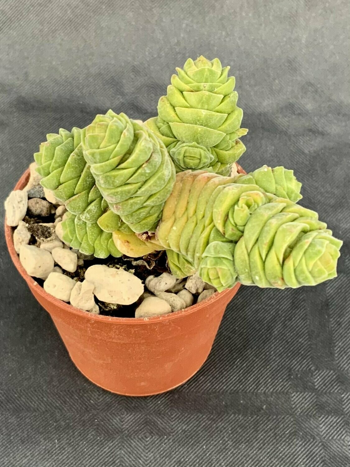 Crassula Columella Pot ø 5,5