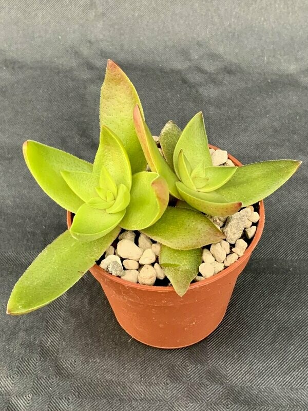 Crassula Capitella Red Pagoda Light