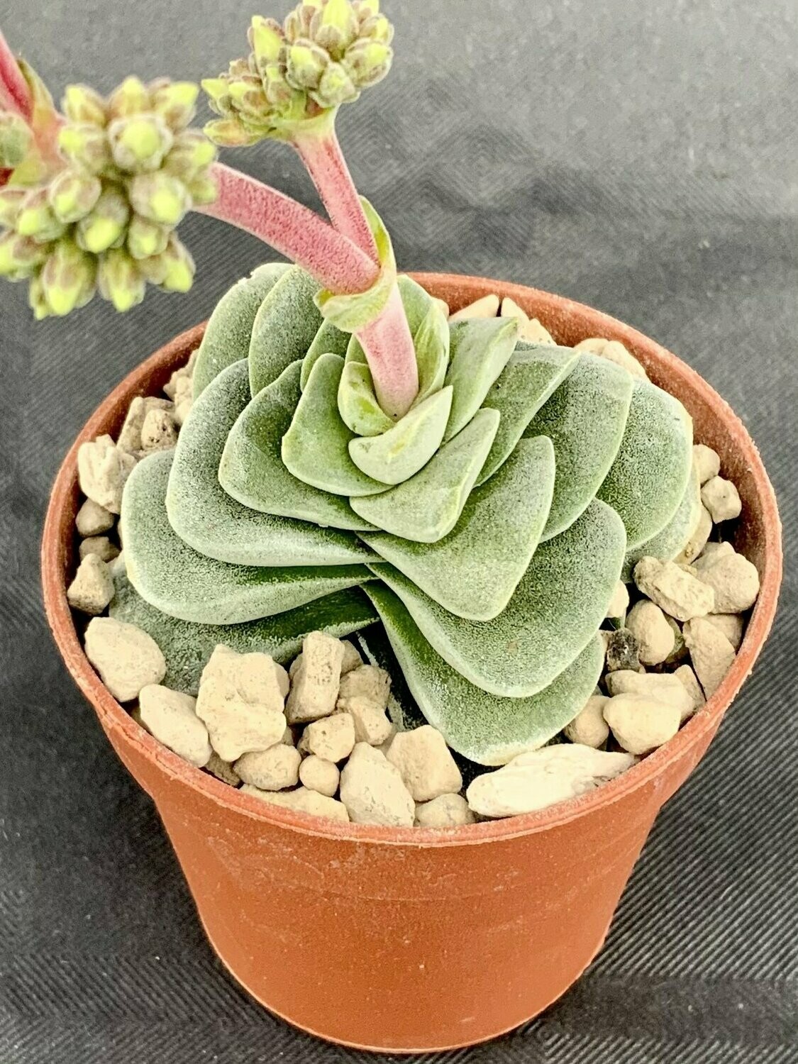 Crassula Coralita Pot ø 5,5
