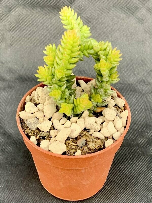 Crassula Ericoides