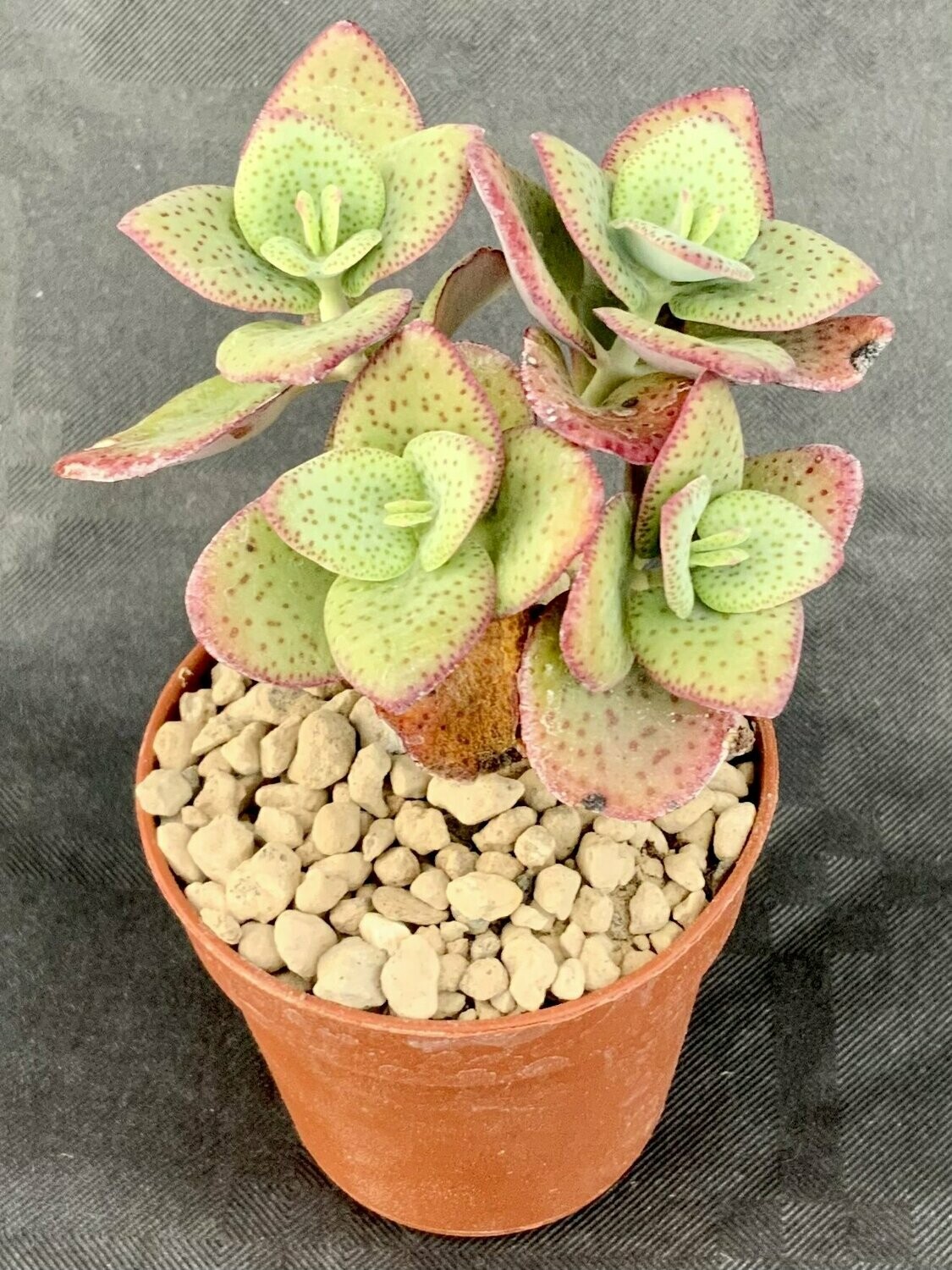Crassula Cordata