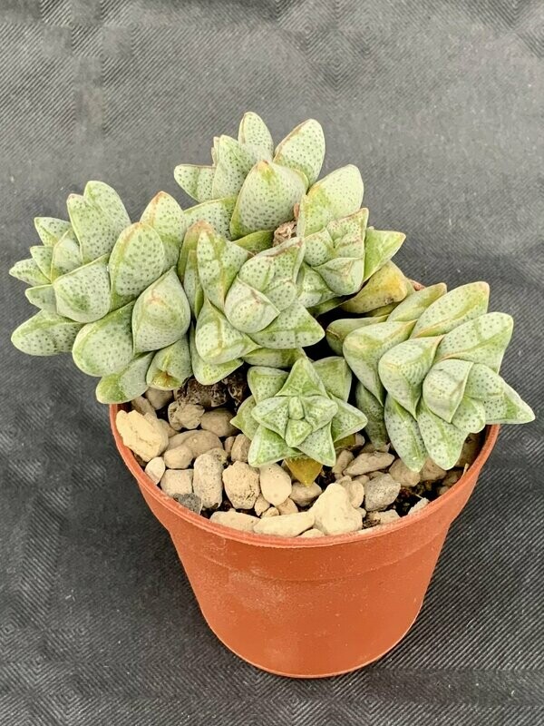 Crassula Deceptor Pot ø 5,5
