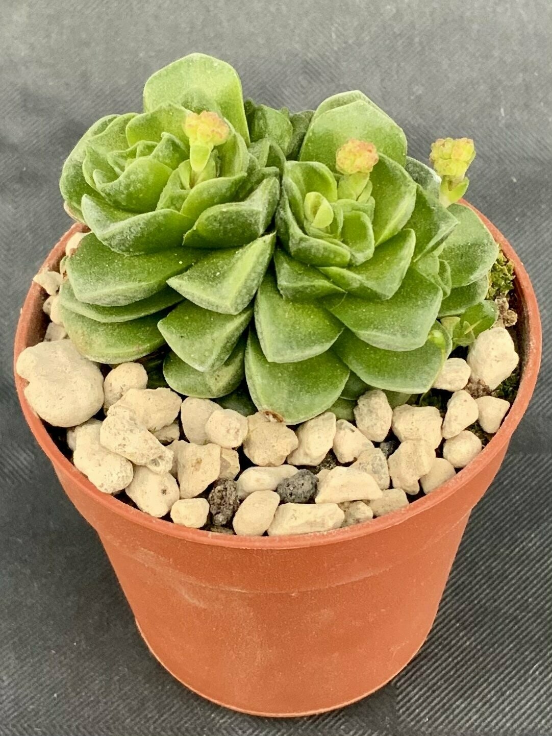 Crassula Dorothy Pot ø 5,5