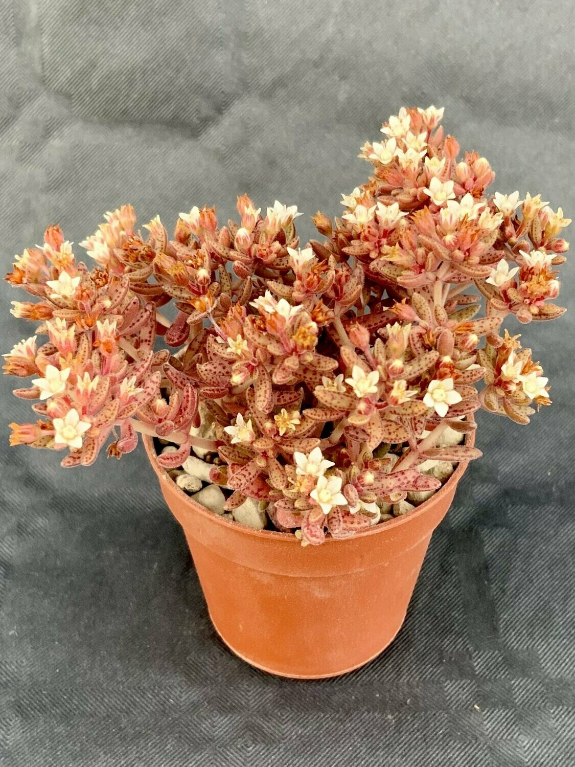 Crassula Humbertii