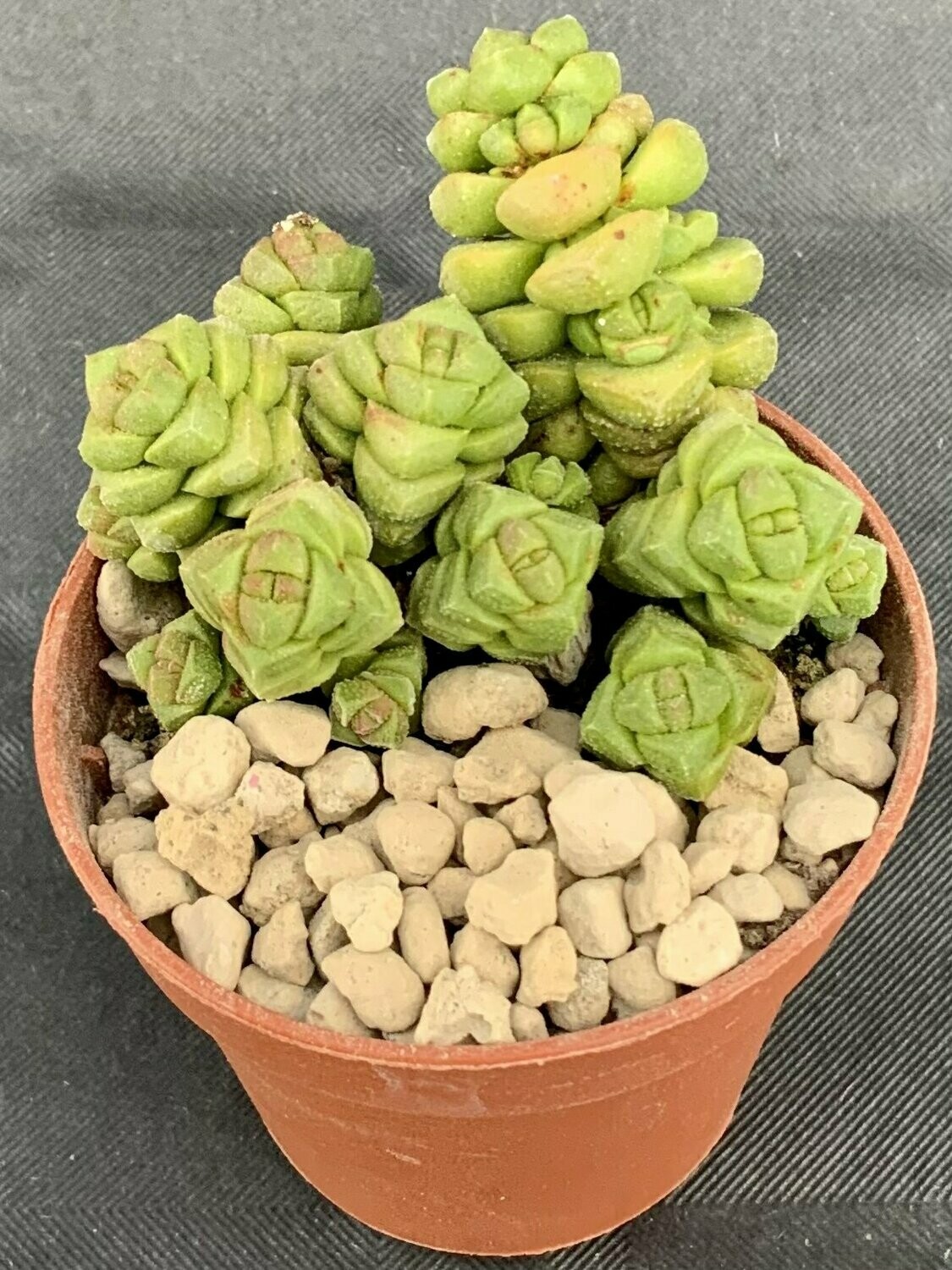 Crassula Elegans Pot ø 5,5