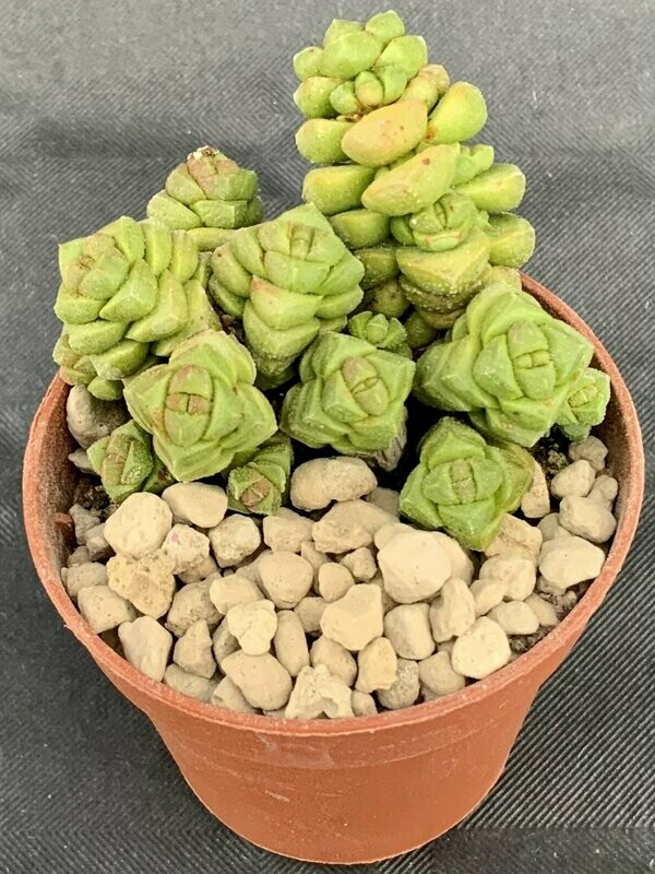 Crassula Elegans Pot ø 5,5