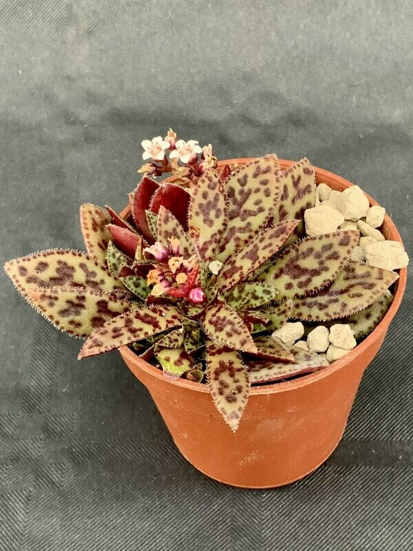 Crassula Exilis Picturata Clone 1 Pot ø 5,5