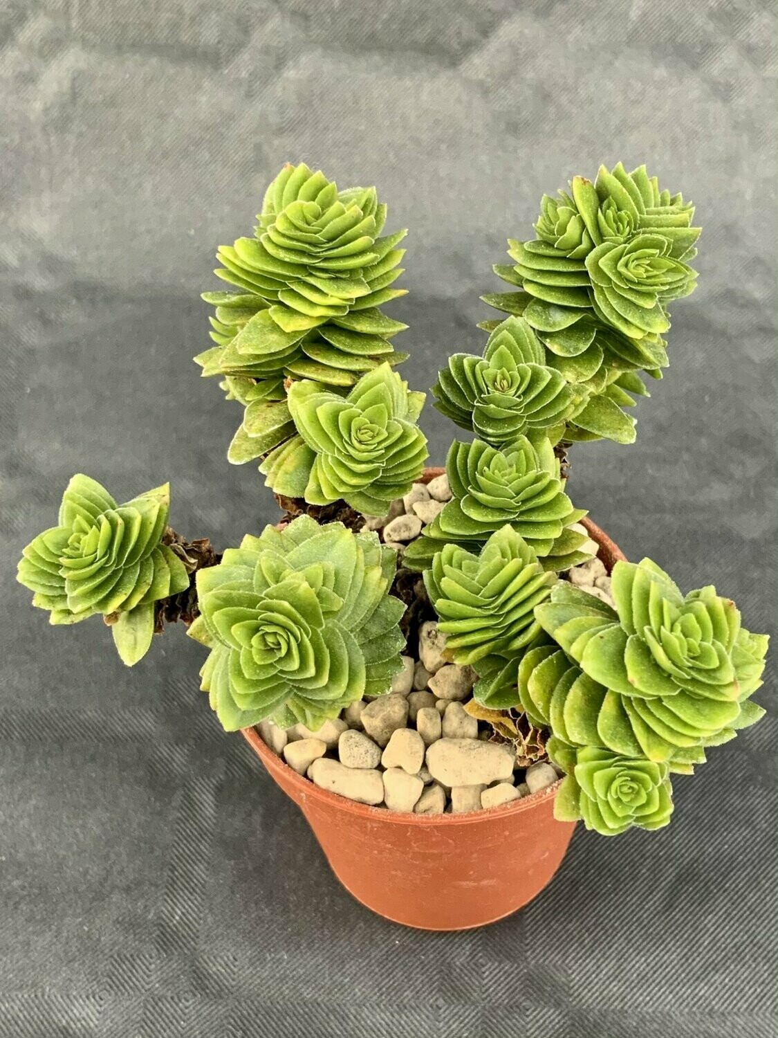 Crassula Estagnol