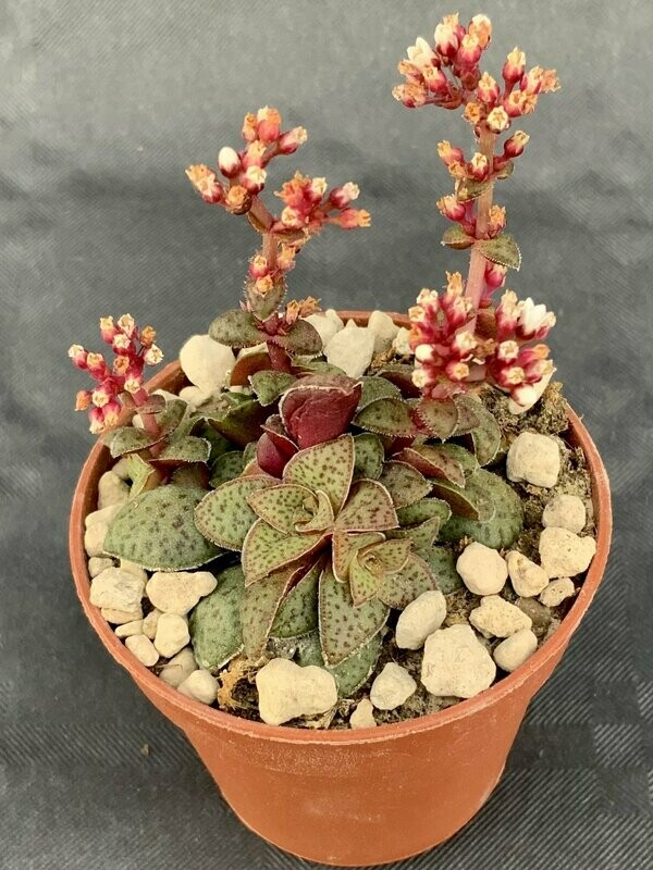 Crassula Exilis Picturata Clone 2 Pot ø 5,5