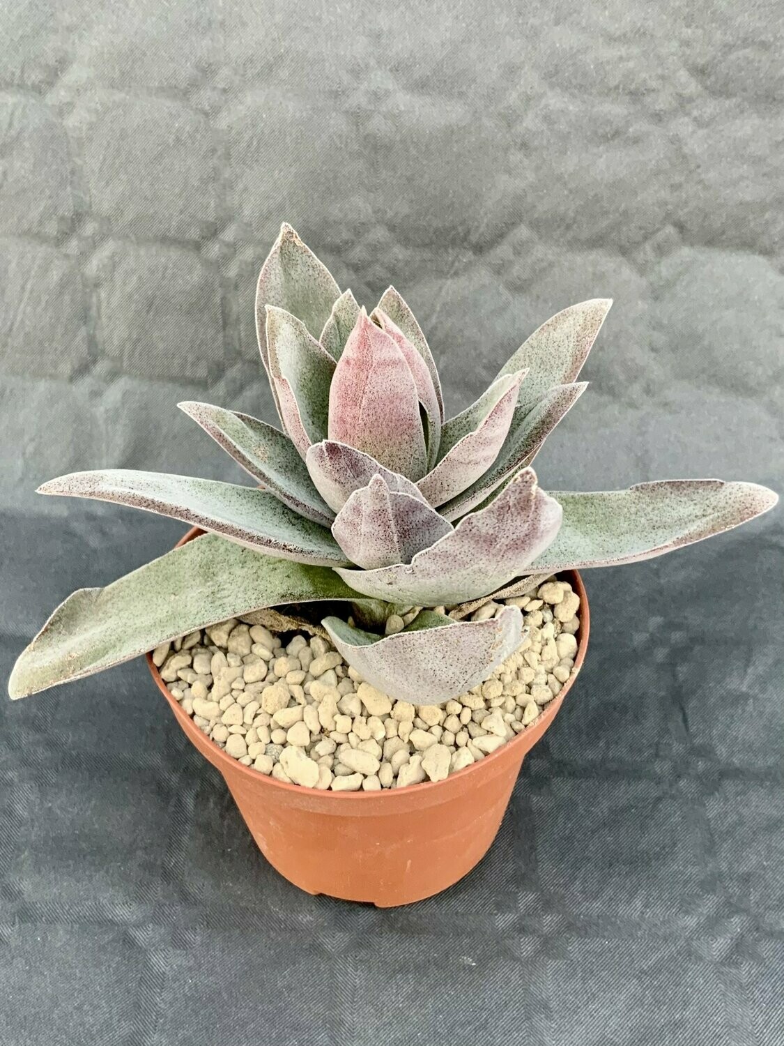 Crassula Garnet Lotus Pot ø 10,5
