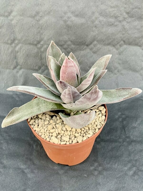 Crassula Garnet Lotus Pot ø 10,5
