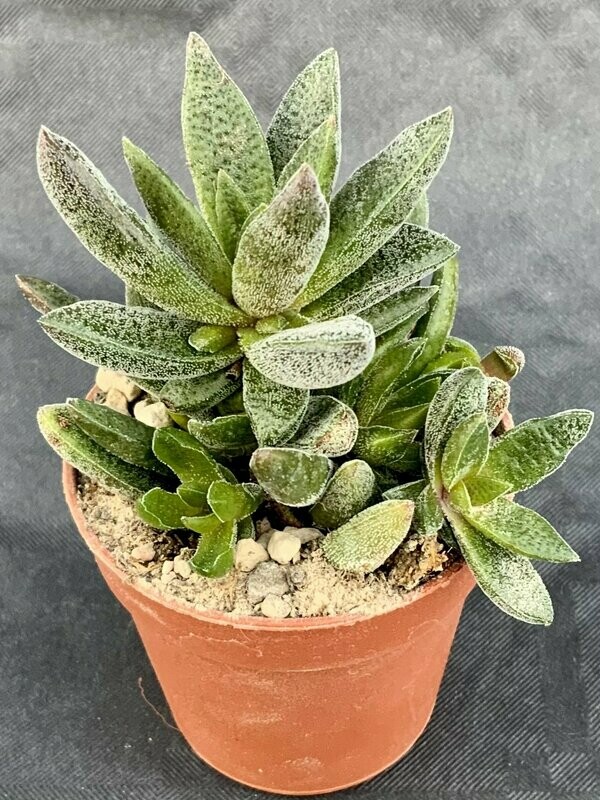 Crassula Justus Corderoy Pot ø 5,5