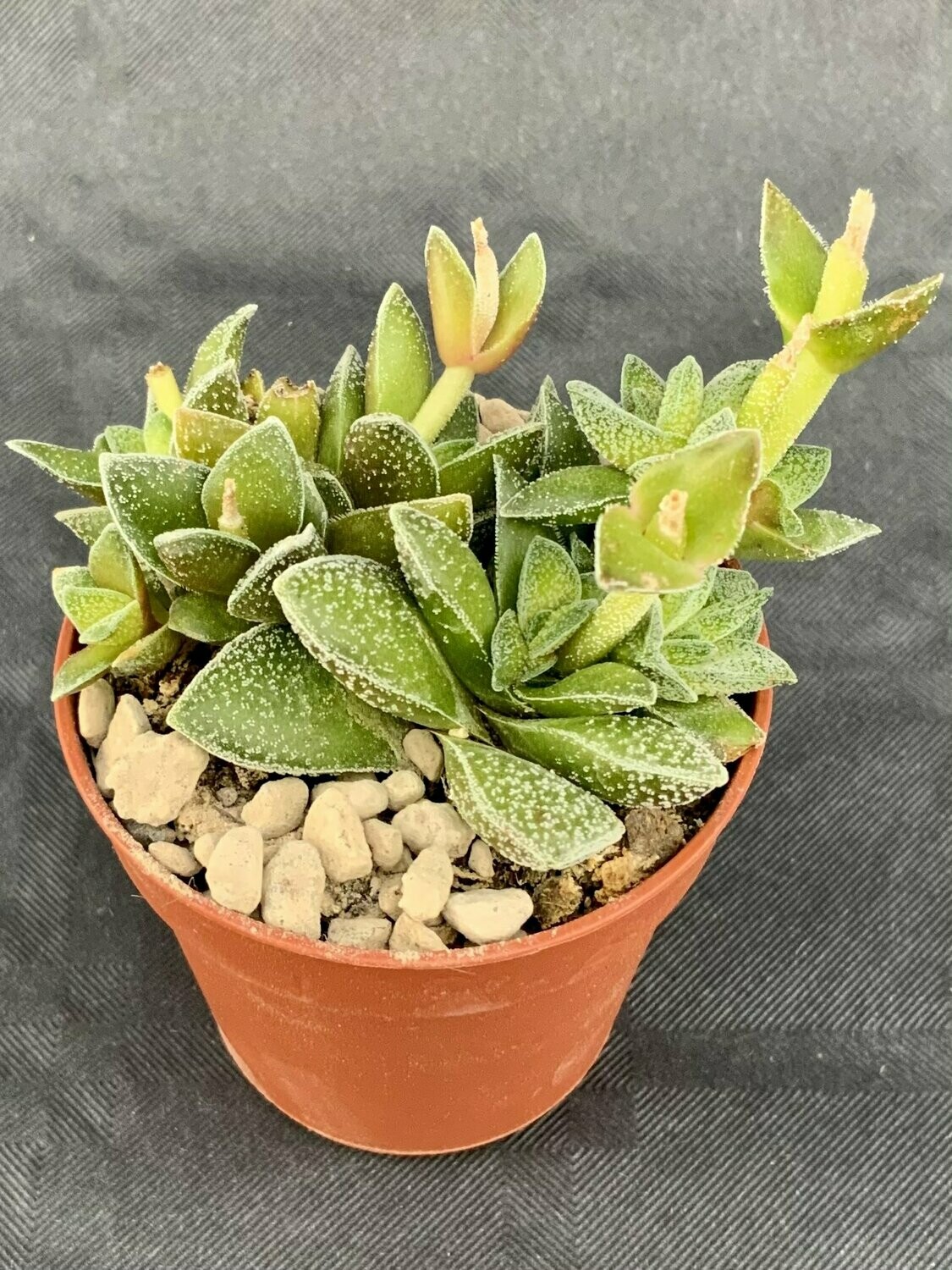 Crassula Frosty Pot ø 5,5