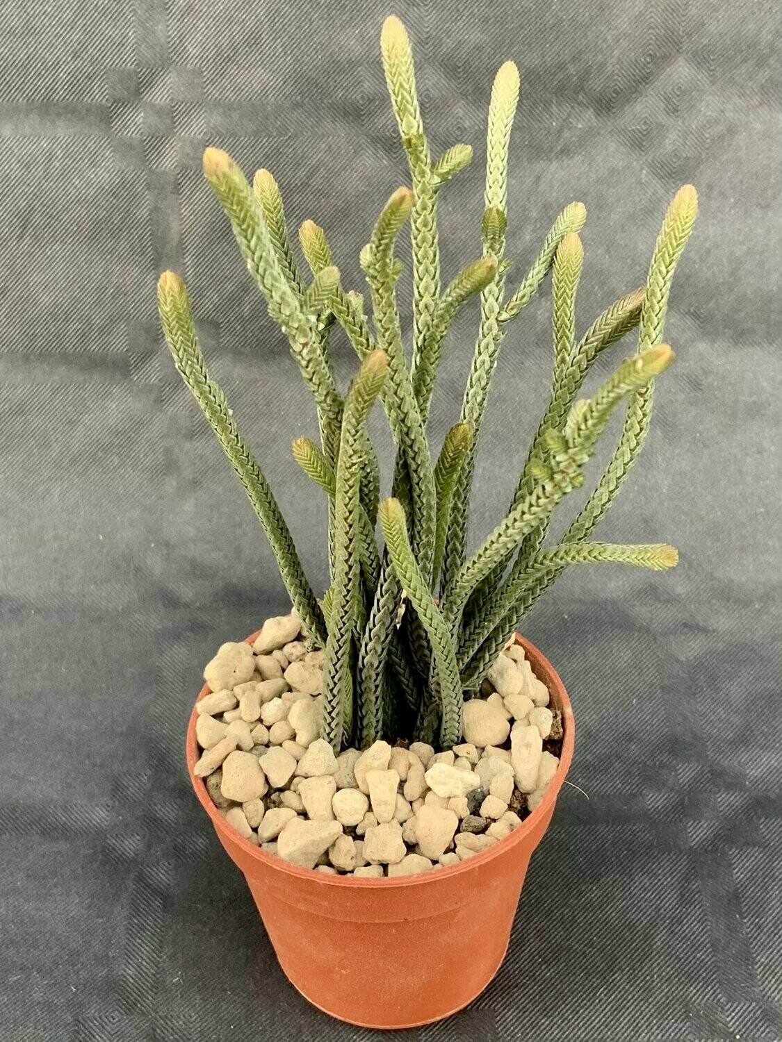 Crassula Lycopodioides Pot ø 5,5