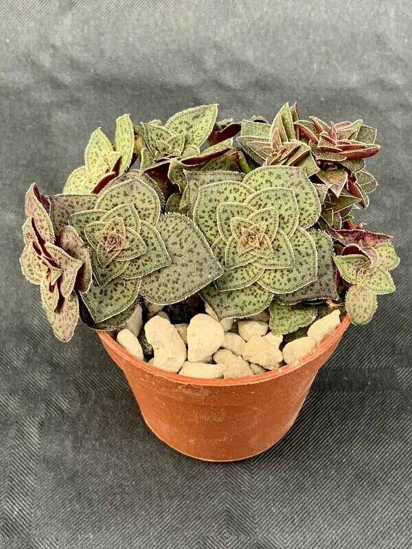 Crassula Exilis Sp.