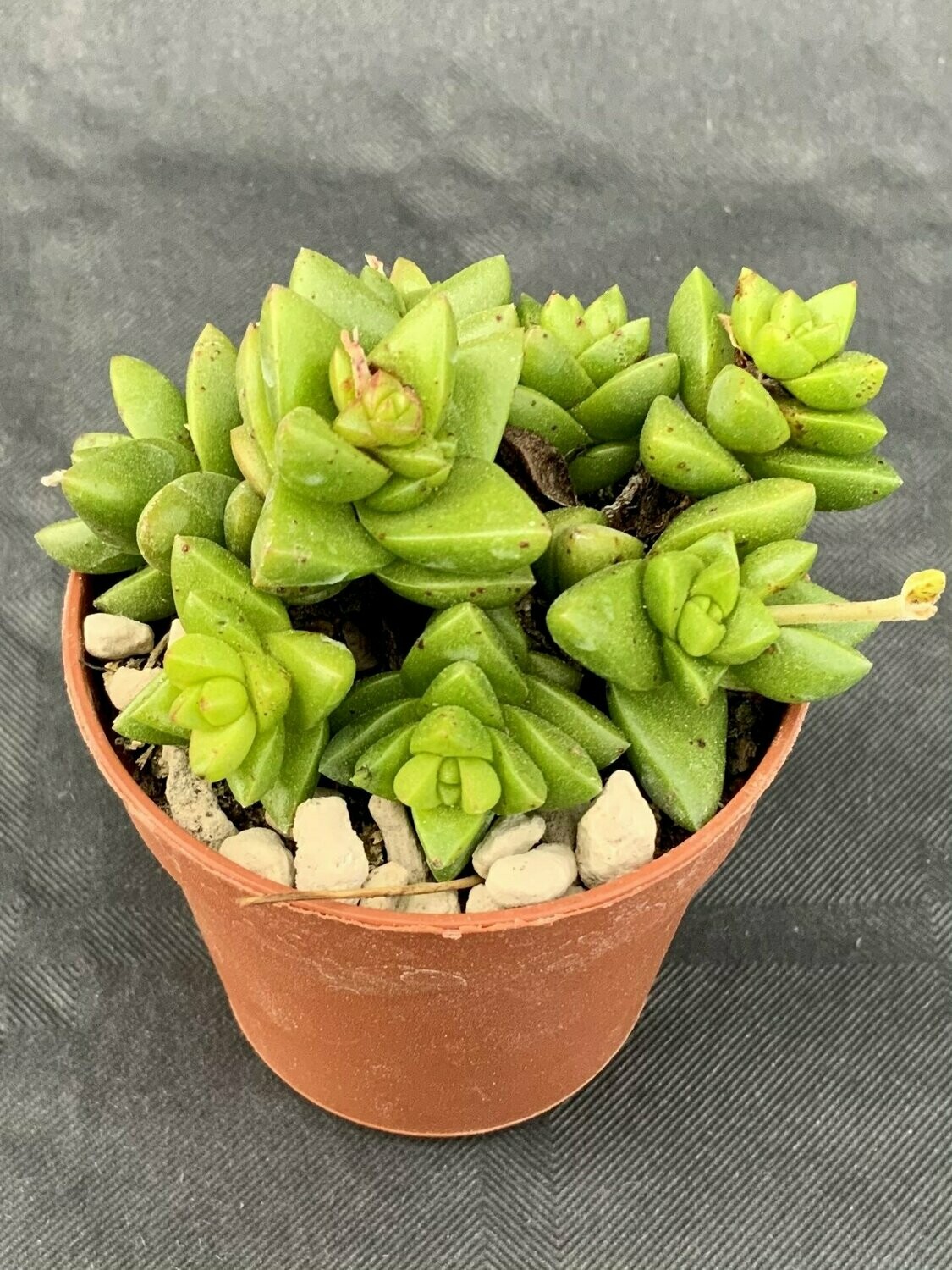 Crassula Marchandii Pot ø 5,5