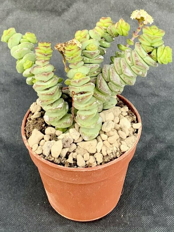 Crassula Marnieriana