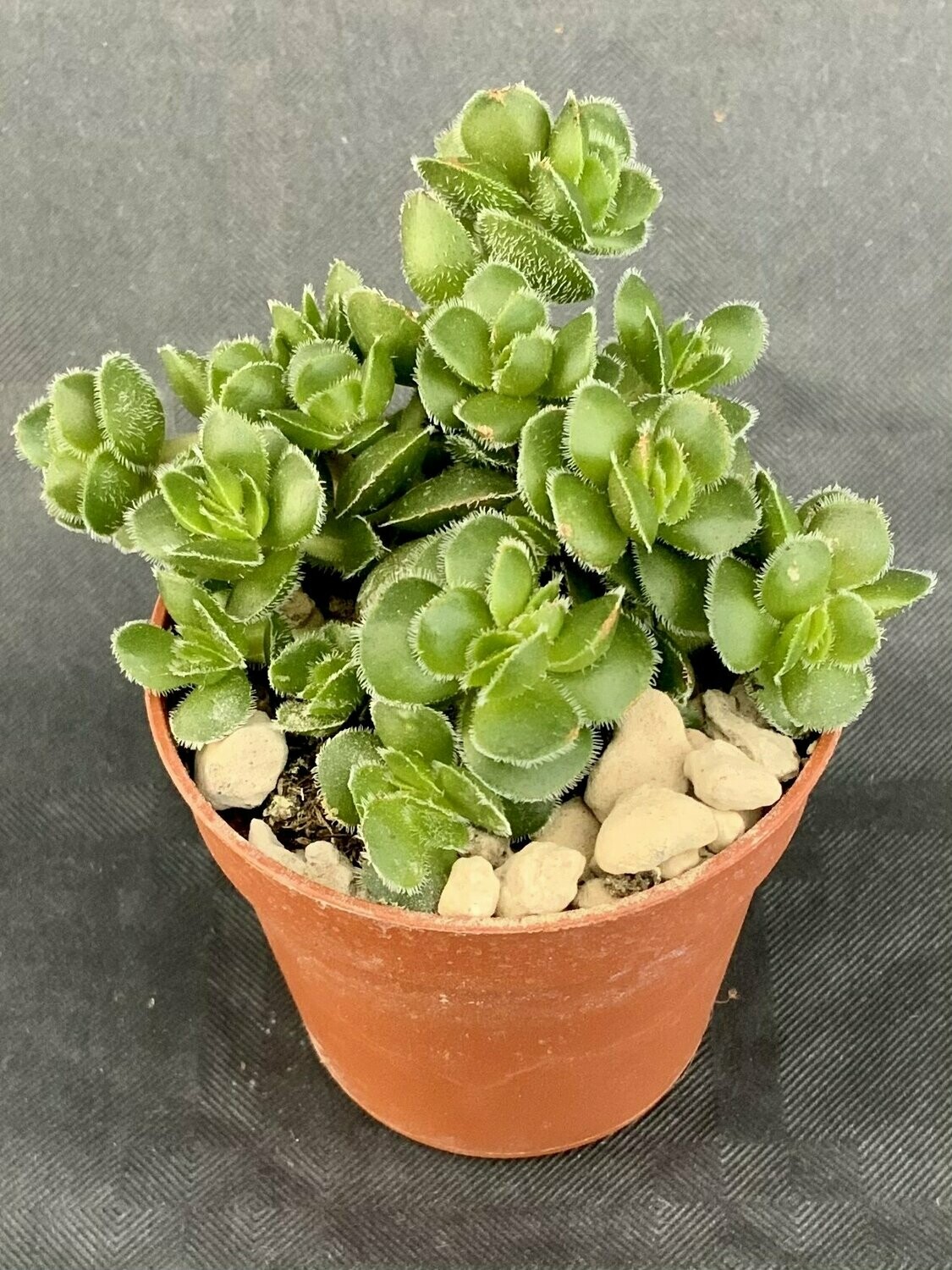 Crassula Lanuginosa Var. Pachystemon David Pot ø 5,5