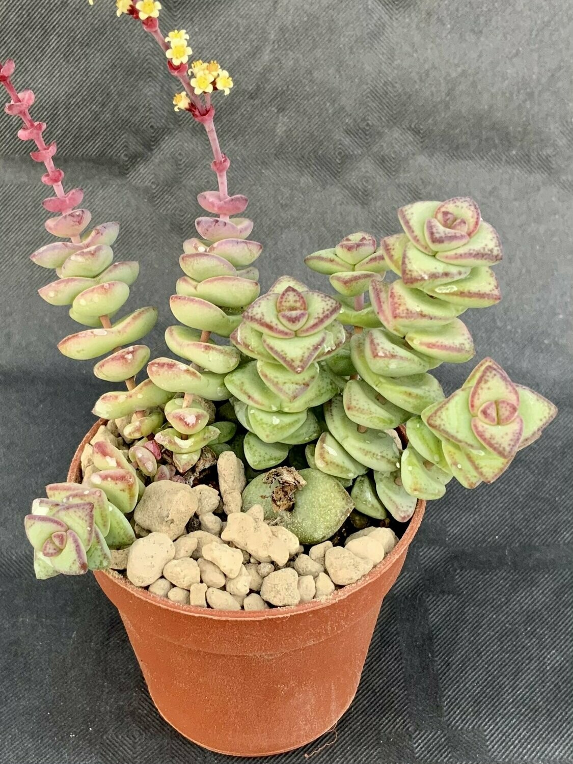 Crassula Marnieriana