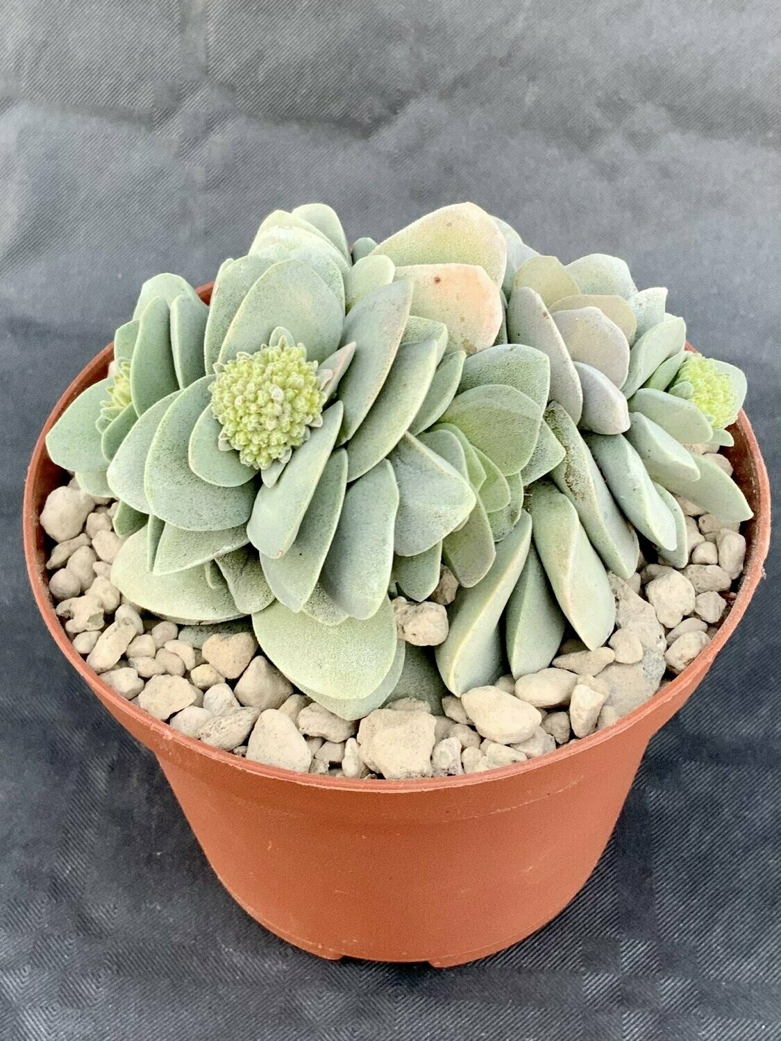 Crassula Morgan Beauty