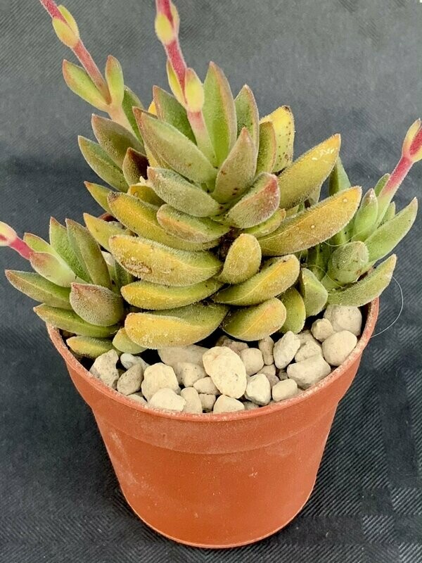 Crassula Justus Corderoy Variegated Pot ø 5,5