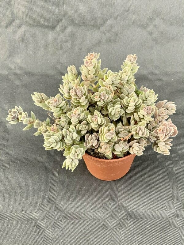 Crassula Lanuginosa Var. Pachystemon