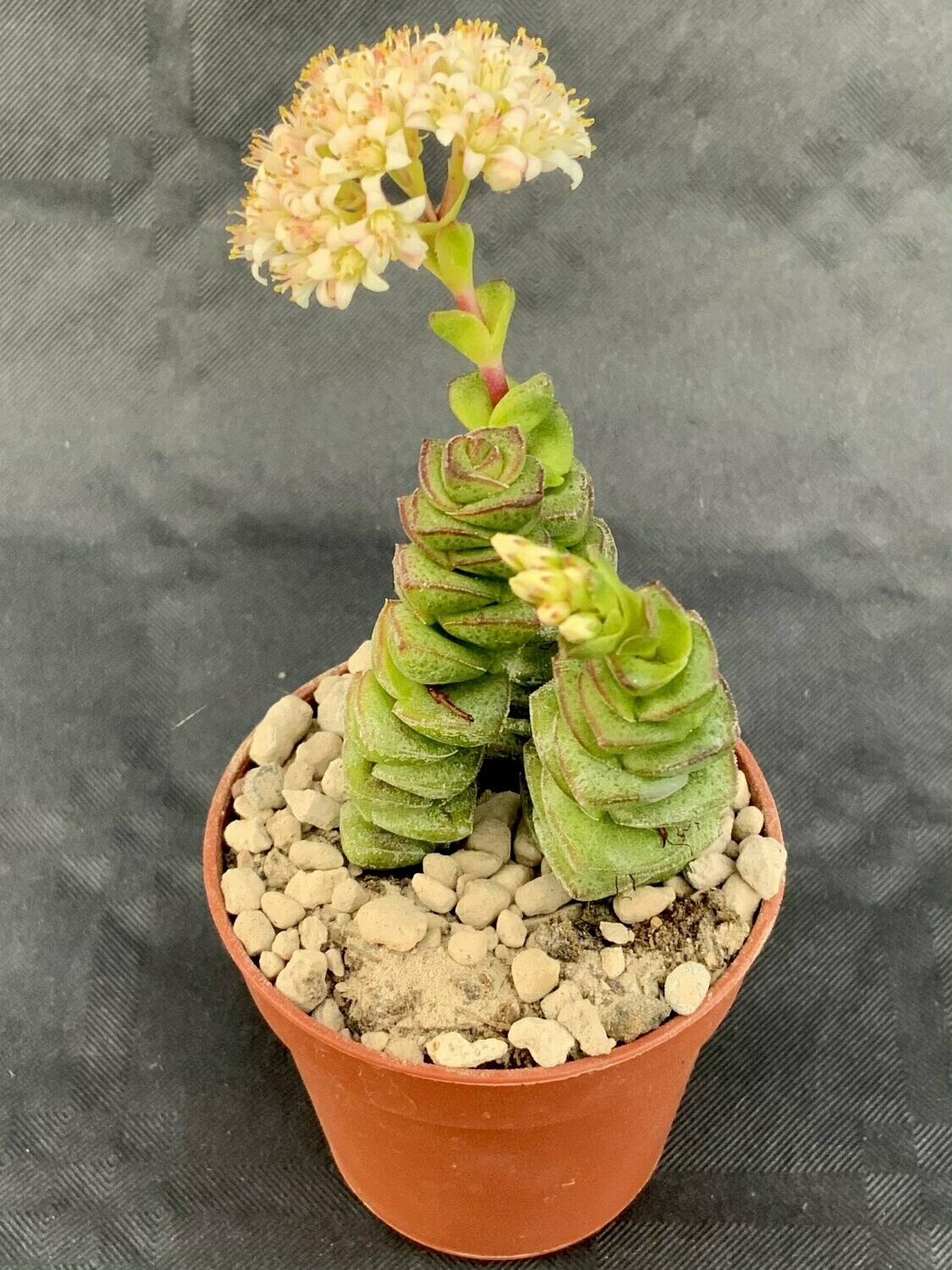 Crassula Jade Nacklace Pot ø 5,5