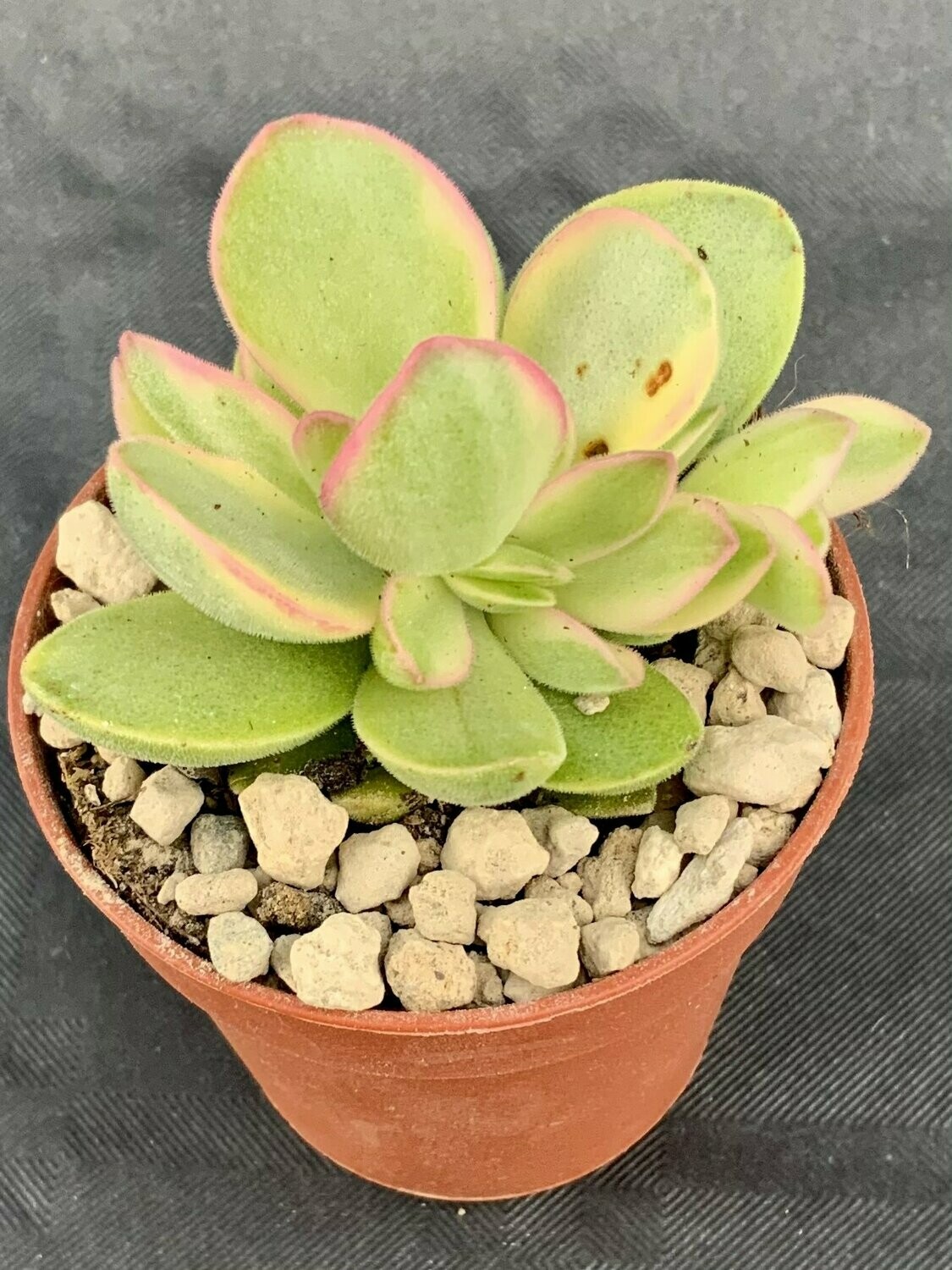 Crassula Money Maker Variegated Pot ø 5,5