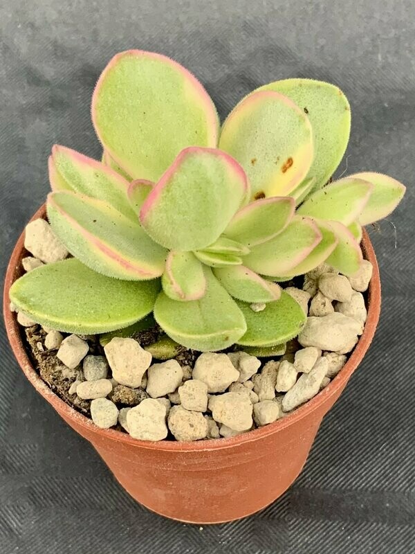 Crassula Money Maker Variegated Pot ø 5,5