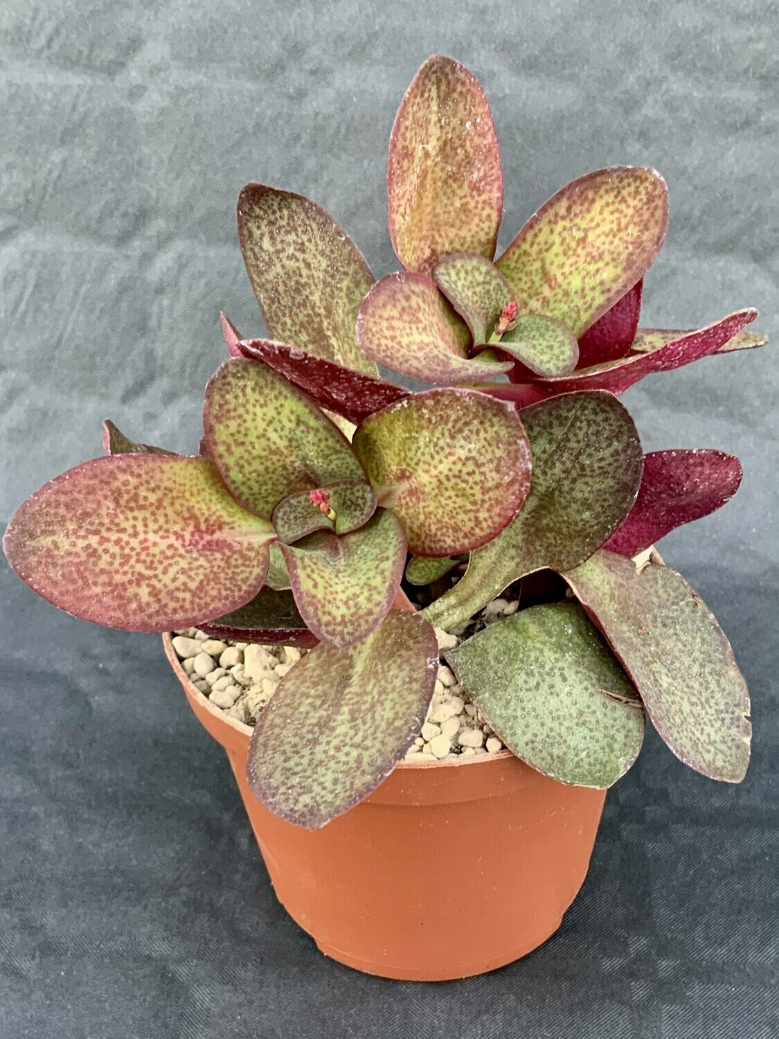 Crassula Multiclava Pot ø 10,5