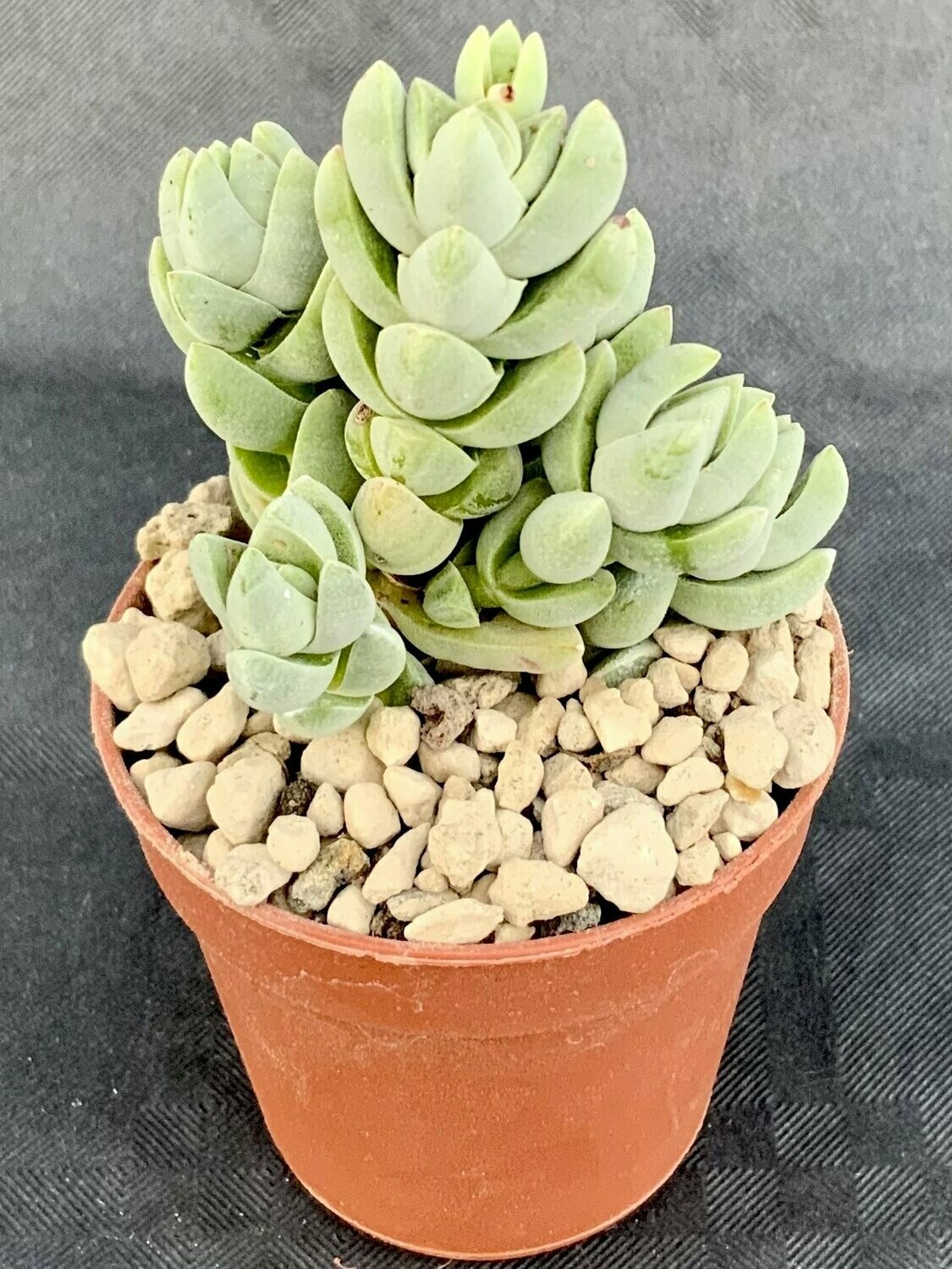 Crassula Nana Pot ø 5,5
