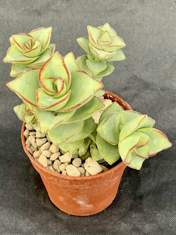 Crassula Perfossa