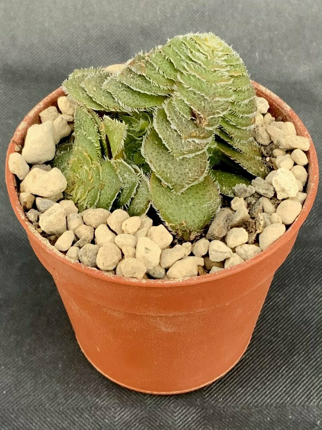 Crassula Setulosa Gigantea Pot ø 5,5