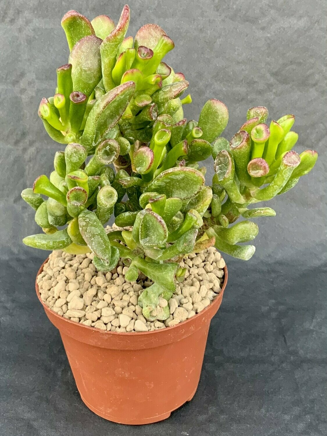 Crassula Ovata Gollum Pot ø 10,5